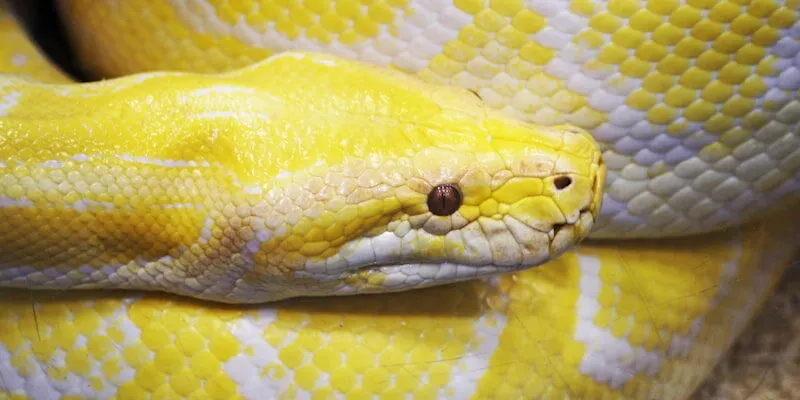 Một vài con số may mắn khi bạn chiêm bao thấy rắn cắn